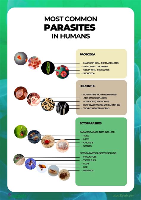 What are the most common parasites in .